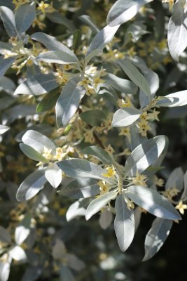 Eleagnus angustifolia 'Caspica' - hlošina úzkolistá - listy a květy (2)
